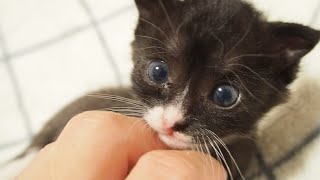 巨人に襲われ必死に抵抗する子猫の姿が蕩れでかわいい【赤ちゃん猫】【保護猫　子猫】