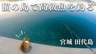 【宮城釣り】秋の猫島で何が釣れる？久しぶりの田代島釣行