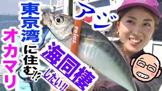 東京湾に住んで海同棲したい!!おかまり巨大アジ【横須賀・新安浦　長谷川丸】