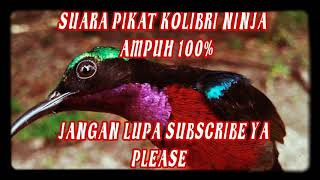 Suara Pikat Kolibri Ninja Ampuh 100