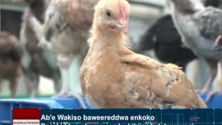 Ab'e Wakiso baweereddwa enkoko