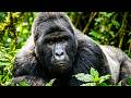 Inside the Fight to Save Africa's Rarest Gorillas from Extinction