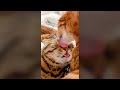 Cute Cats Grooming Each Other - Funny Cat Videos 🐾