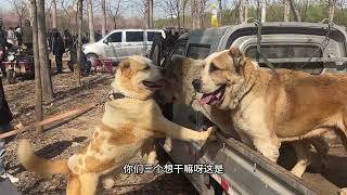 “中亚猎狼犬”成年中亚牧羊犬体重能长到200多斤站起来要比人高