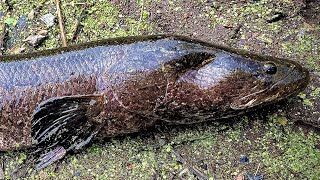 【雷魚釣り】超爽快！フロッグへの水面爆発バイトシーンまとめ