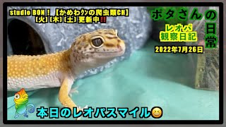 本日のレオパスマイル😄【ヒョウモントカゲモドキ・レオパードゲッコー】