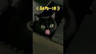 【一只黑糖啵啵🐻】挑战全网最能隐身的小黑猫