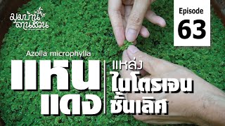 แหนแดง แหล่งปุ๋ยไนโตรเจนชั้นเลิศ (Azolla microphylla)