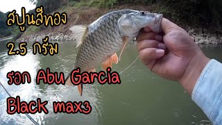 ตกปลากระสูบน้ำไหลแม่น้ำป่าสัก ด้วยเหยื่อสปูนสีทอง 2.5 กรัม รอก Abu Garcia Black max3 EP38