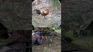 Menembak ayam hutan jantan #huntergumarapus  #hunting #berburuterbaru #berburuayamhutan