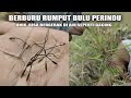 Berburu Rumput Bulu Perindu, Unik Bisa Bergerak di Air Seperti Cacing