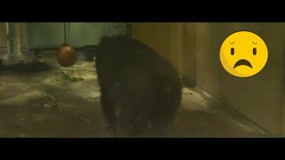 [Episode 1] Gorilla Genki. Unresolved mental issues of an animal in captivity? (Momotaro family)