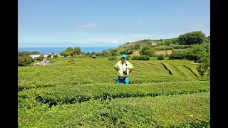 The largest and oldest tea factory in Europe (Sāo Miguel Island, Azores)