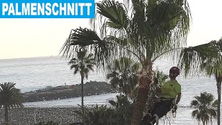 Canarias Kanaren aktuell 11.02.2025 Playa del Inglés - Wie werden Palmen in großer Höhe geschnitten?