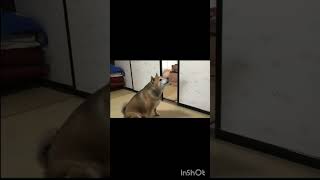 【dog】Give me my food!【 ヤンキー犬 】飯 はよ よこせ!