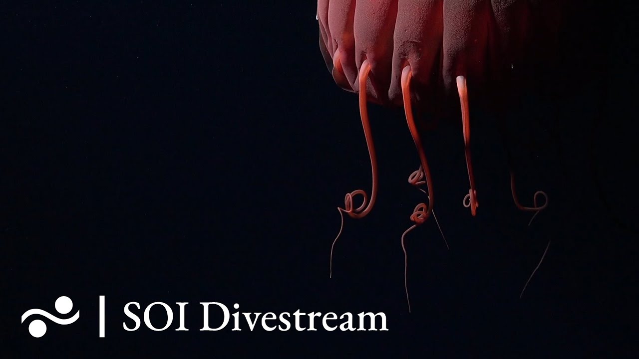 T12 Soi Divestream 699 Youtube
