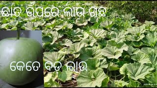 ଛାତ ଉପରେ ଲାଉ ଚାଷ କରି କେତେ କେତେ ବଡ଼ ଲାଉ ହେଉଛି|ଆମ ଛାତ ରେ ଲାଉ ଚାଷ#villagelife