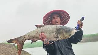 野河塌陷区回水湾处，冒着大雨下杆就钓获大花鲢。