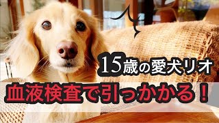 リオ血液検査で引っかかる　老犬ダックス15歳