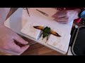 how to pin beetles for display entomology taxidermy insect instructional DIY