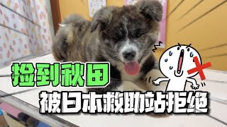 被棄養的小狗竟然是只虎斑秋田犬，去日本救助站被拒絕？！