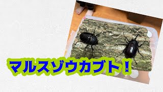 【マルスゾウカブト】ついに！メガソマだ！！ペアリングしていく！！