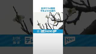 【金沢でウメ開花】　平年より3日遅れ　去年は開花発表なし