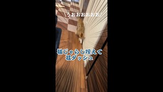 うちのベンガル猫がねこじゃらしで変な遊びをしている件について【#shorts 】