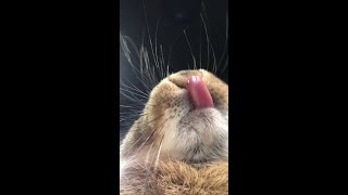 再び下から見る、舌ぺろぺろ🐇👅😆