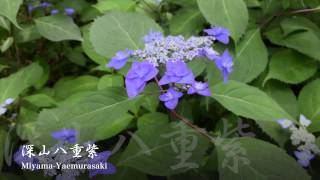 六義園 紫陽花 あじさい 文京区 前編 2015 Rikugien(Bunkyo) Hydrangea (Ajisai )深山八重紫(山紫陽花 )movie by my iPhone