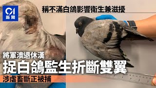 虐待動物｜將軍澳景林邨66歲退休男徒手折斷白鴿雙翼　涉嫌虐畜斷正被捕｜01新聞｜白鴿｜屋邨｜愛護動物｜將軍澳