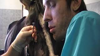 Удаление моляра методом трепанации/ Removal of a molar tooth in a horse