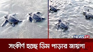 হুমকির মুখে সমুদ্রের ঝাড়ুদার খ্যাত কাছিম | News24