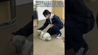 【ペット美容学科1年生Bクラス】鬼澤穣次先生しつけトレーニング実習特別講義　動物専門学校 トリマー 動物看護師 アクアリウム 動物のお仕事