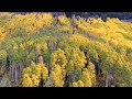 flying up to reveal aspen trees in a forest with vibrant fall foliage in autum SBV 311303842 preview