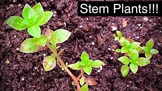 Ludwigia Palustris and Water Wisteria Propagation | Emersed Stem Plants!!!