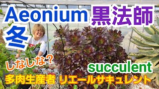 【多肉植物】【園芸】【Aeonium】 黒法師🎶フニャフニャ(笑)水いる⁉️