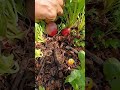 não plante rabanetes antes de assistir a esse vídeo 🥹 hortaemcasa plantas shortsvideo vidanaroça