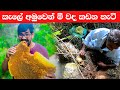 කැලේ අමුවෙන් මී වද කඩන හැටි | Harvesting Honey from Honeybees in Sri lanka