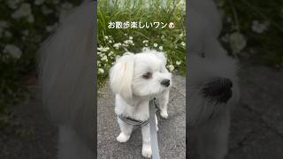 道端に咲く花を見ながら散歩を楽しむマルチーズ #shorts #子犬 #パピー #マルチーズ #散歩 #野花