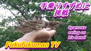 【大成功】手乗りスズメ えさやりに初挑戦！ 不忍池Great Success on feeding Sparrows on his hand!