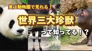 【明日絶対見たくなる】動物園で見ることのできる世界三大珍獣について