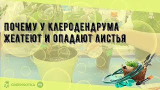 Почему у клеродендрума желтеют и опадают листья