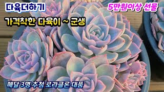 다육더하기(3) 예쁜 군생 다육이 가격 착한 다육이 핑크니모 분홍립스틱 브라이언로즈 마틸다 스노우엘리언