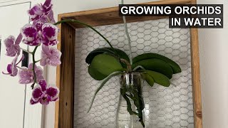 Grow STUNNING ORCHIDS in Water With Ease! 🌸💧