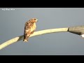 朝晩の寒暖差が厳しい季節の野鳥たち【野鳥動画集bird song✳︎七十二候✳︎虹始見】