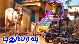 புதுவரவு waiting 2025💥💥|| jallikattu || jallikattu video || pudukottai jallikattu