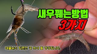 가온[붕어낚시미끼]Ver38.굵은 씨알 붕어만 낚아낼수 있는 방법!