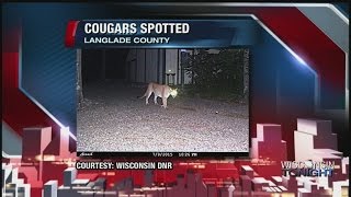 DNR confirms 2 cougar sightings in northern Wisconsin