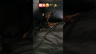 悪～い顔をして歯磨きガムを噛みまくるミニピン氏🤣#かわちぃ#犬のいる生活 #犬動画#ミニピン#ミニチュアピンシャー#小鹿#仔犬#かわいい